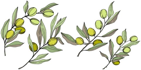 Olive tree in a vector style isolated. Green engraved ink art. Full name of the plant: Branches of an olive tree. Vector olive tree for background, texture, wrapper pattern, frame or border.