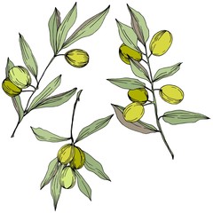 Olive tree in a vector style isolated. Green engraved ink art. Full name of the plant: Branches of an olive tree. Vector olive tree for background, texture, wrapper pattern, frame or border.