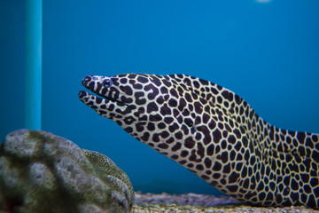 Large eel