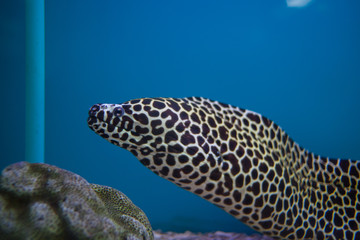  Large eel