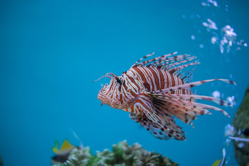 Naklejka na ściany i meble Lion fish in aquarium
