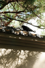塀の上のカラス
