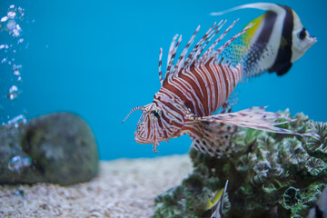  Lion fish in aquarium