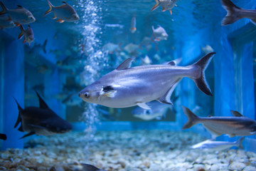 Water fish in Asian Aquarium
