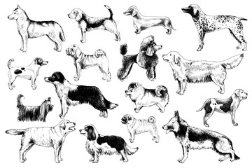 Breeds of dogs