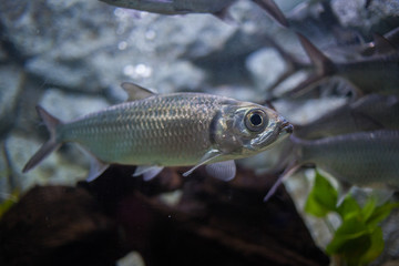 Water fish in Asian Aquarium