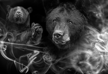 American black bear (Ursus americanus) the black and white art portrait