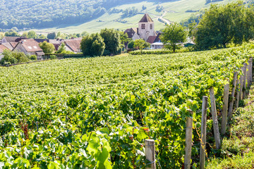 Fototapeta na wymiar View over the small village of Bonneil, France, and its medieval steeple in the Champagne vineyard with rows of grapevine in the foreground and on the hillside in the background.