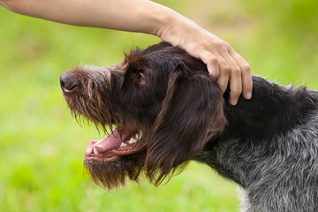 human hand caresses dog
