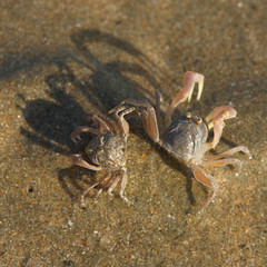 crab on the beach