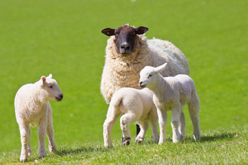 Ewe with triplet lambs