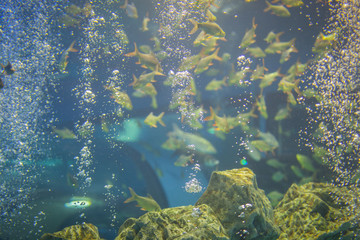 Fototapeta na wymiar Water fish in Asian Aquarium