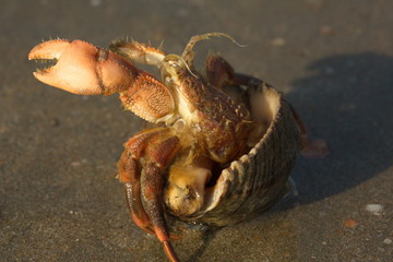 crab on the beach