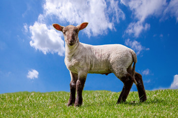 White lamb with black face and legs standing on grass under a blue cloudy sky