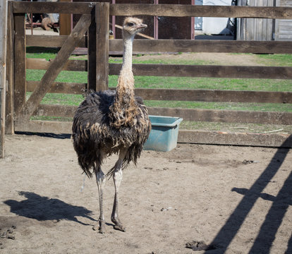 African ostrich on countryside bird farm ranch in village