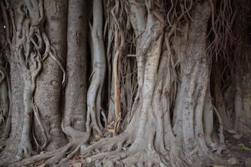 Fototapeta na wymiar roots of tree
