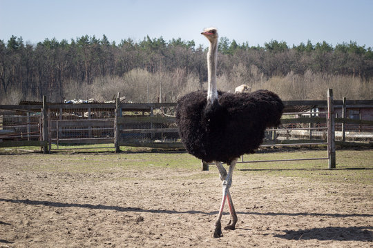 African ostrich on rural countryside bird ranch in village