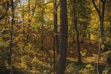 Fototapeta premium Travel concept. Beautiful forest at autumn time 