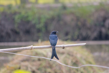 Fong bird looking for his food. 