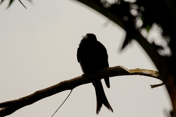 Fong bird relax time.