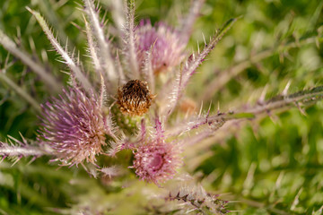 Wild Everts meadow thistle flowers bloom at the Yellowstone National Park