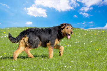 Seven month old terrier cross-breed