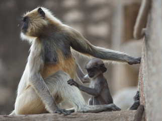 monkey with baby