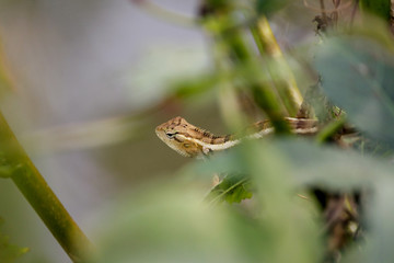 A garden lizard in a green tree.