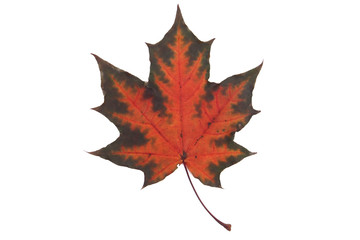 Orange-green leaf on white background
