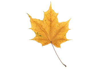 Yellow leaf on white background