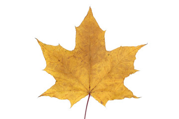 Yellow leaf on white background