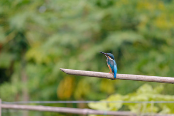 A kingfisher is looking towards me.