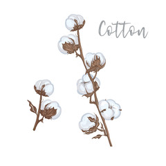 Cotton branches hand drawn vector illustration