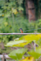 A kingfisher is looking for his food.
