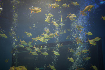Fototapeta na wymiar Water fish in Asian Aquarium