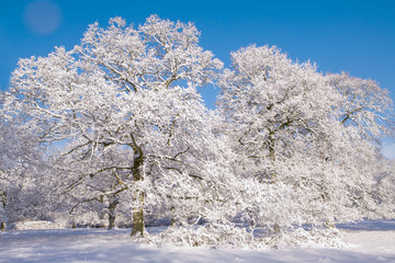 Mature oak trees covered in snow under a clear blue sky