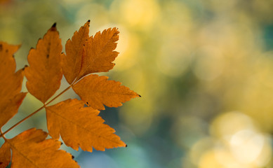 Autumn Orange Leaves