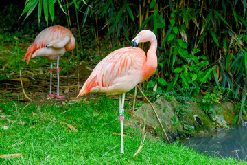 Red flamingo in zoo