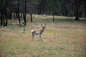 Gabelbock in den Black Hills, South Dakota
