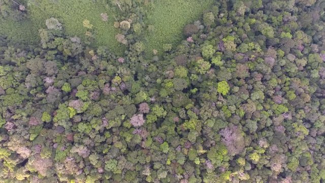 Vertical view of deep rainforest in Guiana amazonian Park Sa&uuml;l