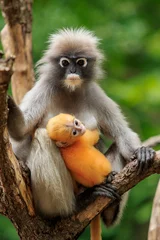 Acrylic prints Monkey baby dusky leaf monkey  and mom in tropical wilderness thailand