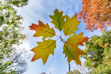 herbst