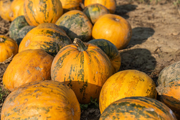 Kernölkürbis im Burgenland (A)