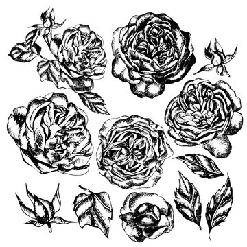 Beautiful graphic set with flowers rose and leaves. 