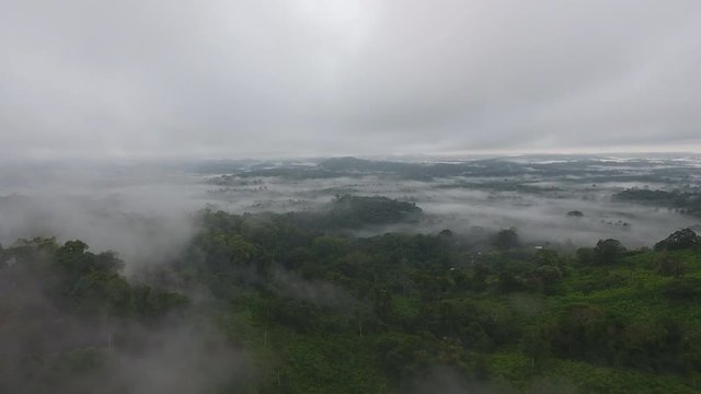 Up down vertical drone view ofa primary tropical rainforest, foggy and mystic. Sa&uuml;l Guiana Amazonian Park
