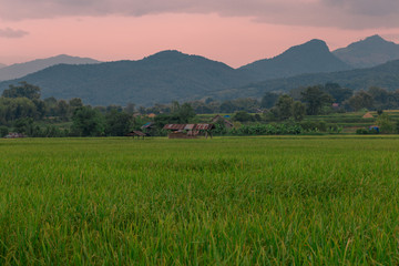 The foggy mountain background, morning light, paddy rice field, intimate nature wallpaper, beautiful natural scenery, colorful seasonal changes.