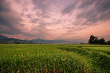 Obraz premium The foggy mountain background, morning light, paddy rice field, intimate nature wallpaper, beautiful natural scenery, colorful seasonal changes.