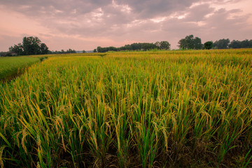 The foggy mountain background, morning light, paddy rice field, intimate nature wallpaper, beautiful natural scenery, colorful seasonal changes.