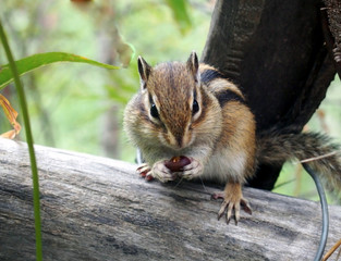 Beautiful striped squirrel with a nut close-up