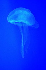 Tropical transparent jellyfish under water in aquarium on blue background. Vertical frame